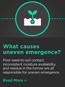 What causes  uneven emergence